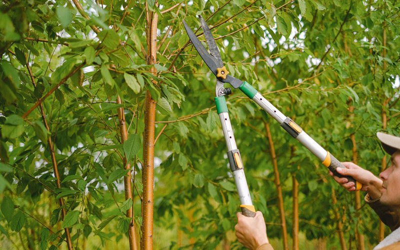 Tree trimming in Mulberry Grove, IL